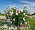 White-Pink Rose bush Royalty Free Stock Photo