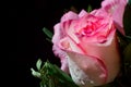 White and pink rose with dew drops on black background. Funeral preparations. Close up photo