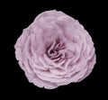 White-pink rose flower,black isolated background with clipping path. Closeup no shadows