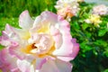 White and pink rose flower. Close-up photo of garden flower with shallow DOF Royalty Free Stock Photo