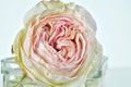 White and pink Rose flower with Dew in a Vase, Detail Royalty Free Stock Photo