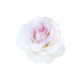 White pink rose flower with water drops isolated on white background , clipping path Royalty Free Stock Photo