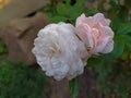 White and pink rose, flowers, garden