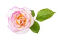 White-pink rose isolated on white background Royalty Free Stock Photo