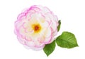 White-pink rose with leaf isolated on white background Royalty Free Stock Photo