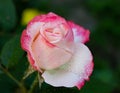 white-pink rose, after the rain, on a dark green background