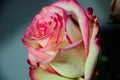 White pink rose romantic gift