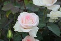 White pink rose`s petals closeup with blur nature. Beautiful floral background. Royalty Free Stock Photo