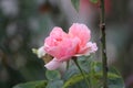 White pink rose`s petals closeup with blur nature. Beautiful floral background. Royalty Free Stock Photo