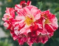 White and pink roses in full bloom in a garden. Rose bushes blossom on sunny day. Flowering plants. Blossoming flowers Royalty Free Stock Photo