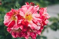 White and pink roses in full bloom in a garden. Rose bushes blossom on sunny day. Flowering plants. Blossoming flowers Royalty Free Stock Photo