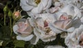 White pink roses surrexerunt blooming flowers close up bouquet gentle plants for women in botanical garden