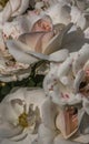 White pink roses surrexerunt blooming flowers close up bouquet gentle plants for women in botanical garden vertical