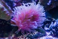 White and pink sea anemone animal flower in an aquatic underwater sea landscape