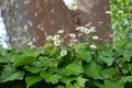 Spanish daisy flowers on the old stone fence