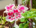 White with pink spots Pelargonium, Geraniums flowers, close up