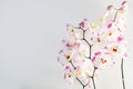 White and pink spotted orchid on white background. Space Royalty Free Stock Photo