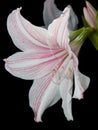 White and pink star lily Royalty Free Stock Photo