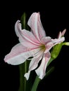 White and pink star lily Royalty Free Stock Photo