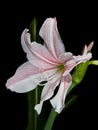 White and pink star lily