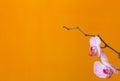 White and pink streaked orchid flower on a orange background Royalty Free Stock Photo