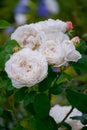 White with a pink tinge of roses opened their lush flowers on a green bush Royalty Free Stock Photo