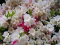 White & Pink Tsutsuji flowers wall Royalty Free Stock Photo