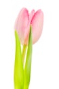 White-pink tulip on white background Royalty Free Stock Photo