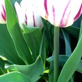White and pink tulip close up
