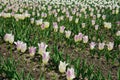 White pink Tulip in the field