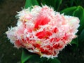 White pink tulip flower of an unusual shape, like carnation, needles on petals, double flower, very beautiful, close-up Royalty Free Stock Photo