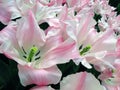 White pink tulip flower of an unusual shape like a lily, very beautiful, close-up Royalty Free Stock Photo