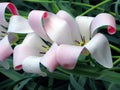 White-pink tulip flower of an unusual shape like a lily, very beautiful, close-up Royalty Free Stock Photo