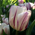 White and pink tulip close up Royalty Free Stock Photo