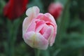 White pink tulip on a green space Royalty Free Stock Photo