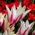 White Pink Tulip. No 1 springflower Royalty Free Stock Photo