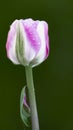 White and pink tulip after rain Royalty Free Stock Photo