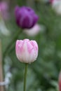 White pink tulip, after the rain Royalty Free Stock Photo