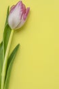 white pink tulip on a yellow background