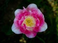 White pink Tulip with a yellow center on a background of green grass. Close up. Tulip Flaming Purissima Royalty Free Stock Photo