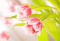 White and pink tulips Royalty Free Stock Photo