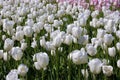 White and Pink Tulips  700678 Royalty Free Stock Photo