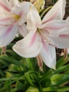 White Pink Tulips in bloom Royalty Free Stock Photo