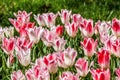 White pink tulips, Annual Tulip Festival in Emirgan Park Royalty Free Stock Photo