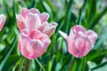 White pink tulips in the natural environment rejoice in the sun and insects.