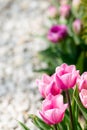 White pink tulips in nature Royalty Free Stock Photo