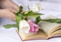 White and pink tulips in women`s hands, open book Royalty Free Stock Photo
