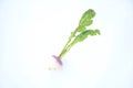 The white pink turnip with green leaves isolated on white background Royalty Free Stock Photo