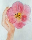 The white and pink two colors tulip in the girl`s hand watercolor work