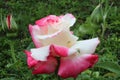 White pink two-set rose close-up. Growing rose flowers. horticulture. hobby